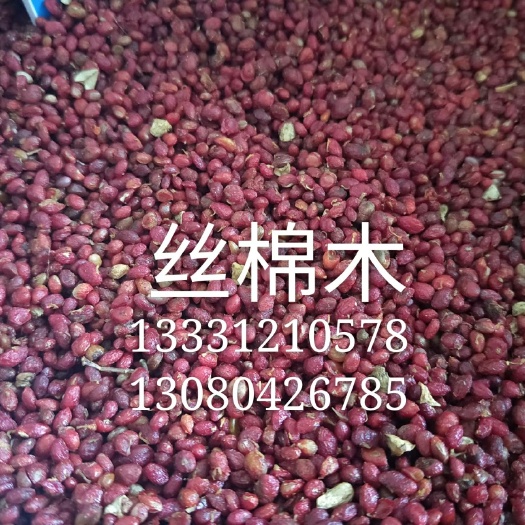 丝棉木种子