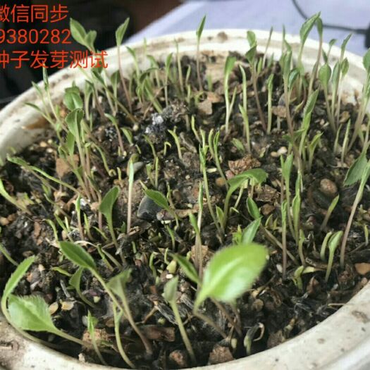 镇安县苍术种子 