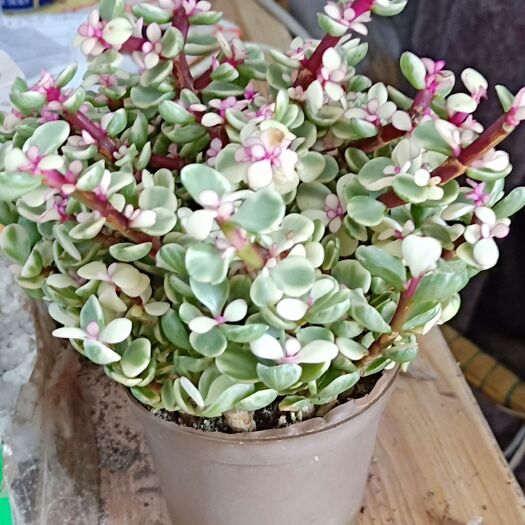 沭阳县金枝玉叶多肉