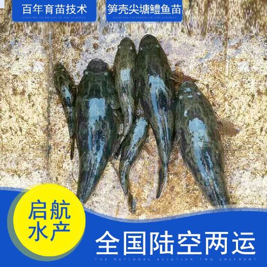 博罗县笋壳鱼苗 