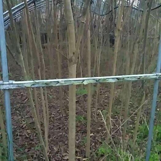 苍溪县香椿 
