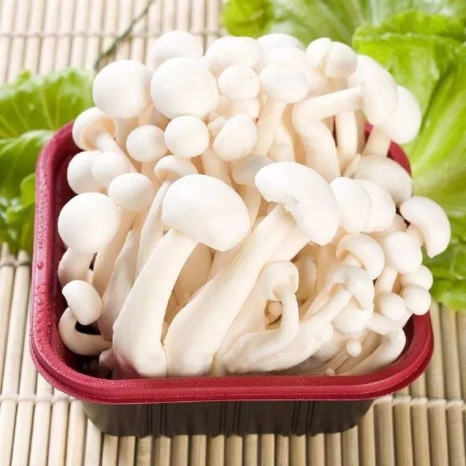西宁雪榕金针菇 未开伞 1cm以下 10cm~13cm 一级 