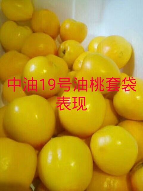 中油19油桃  中油19号桃苗早熟品种，提供种植技术。