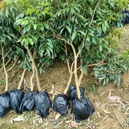 灵山县无核荔枝苗 