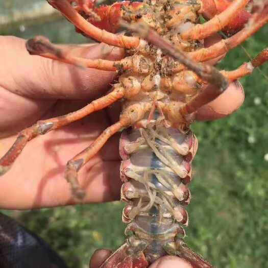 沭阳县河虾苗 