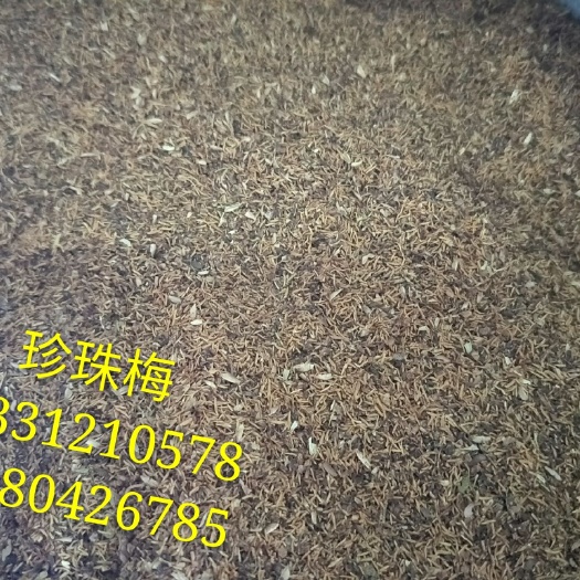 珍珠梅种子 