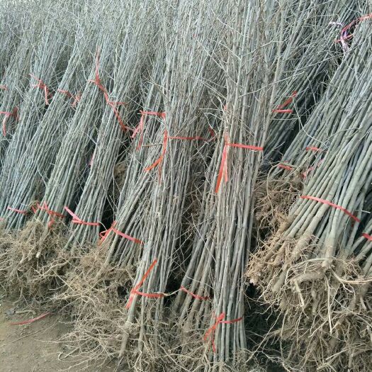 临沂占地拆迁树苗银杏树苗白果小苗银杏小苗庭院植物行道绿化苗银杏苗