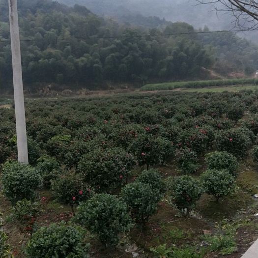 宁波 茶梅球