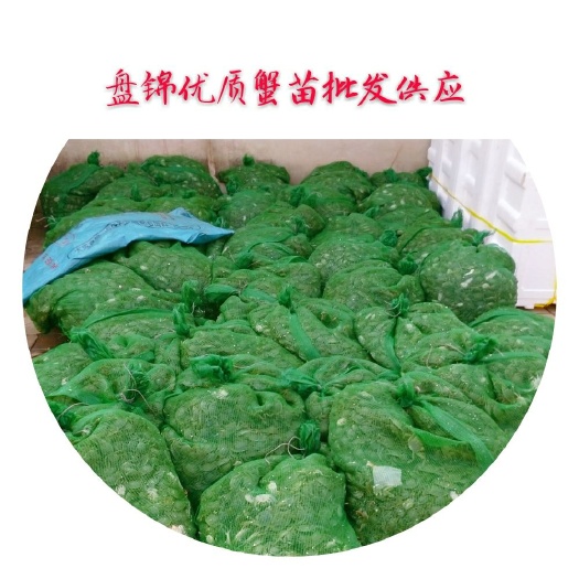 盘山县辽宁盘锦优质原坑全母蟹苗产量高成活率高抗病里强！