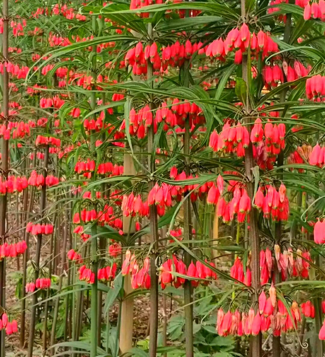 黄精种子  95%以上 发芽率提供种植技术
