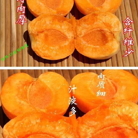 代县白水杏树苗 