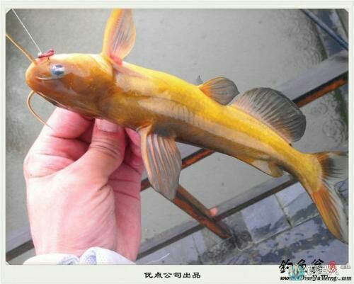益阳杂交黄骨鱼 人工养殖 0.1公斤 