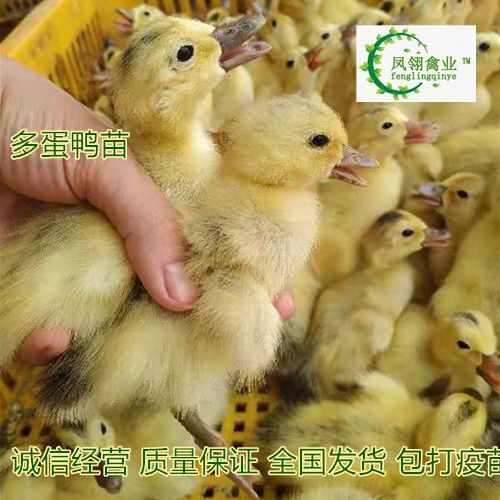 东兴市蛋鸭苗 