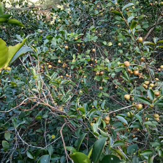 清流县油茶苗 
