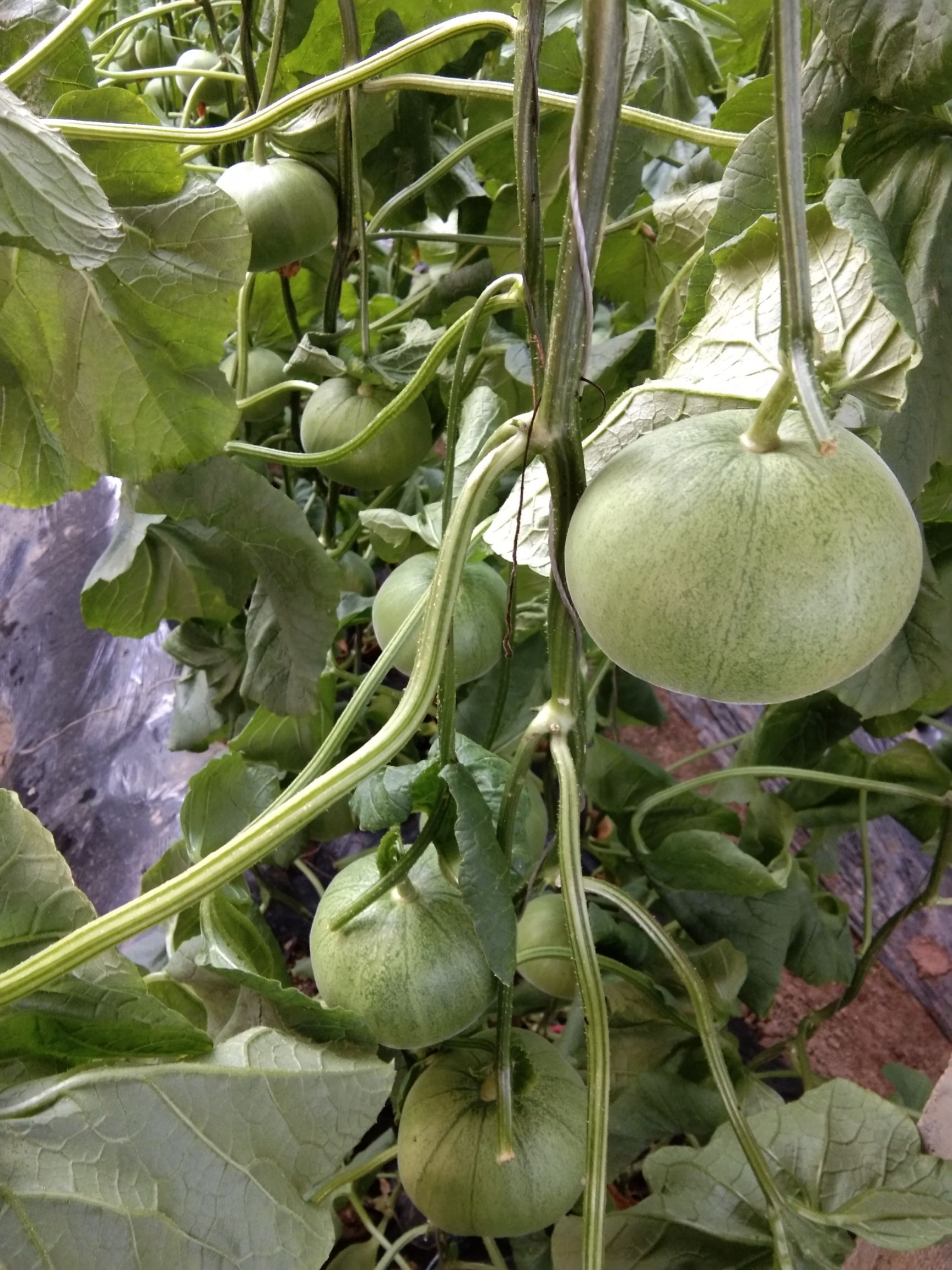 吊蔓绿宝甜瓜种植管理图片