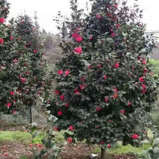 咸宁茶花树 100~140cm 