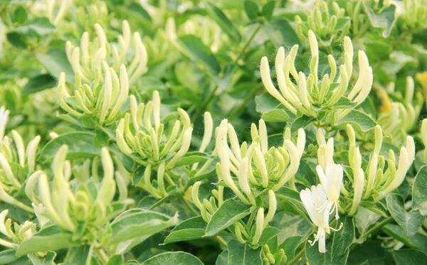 平邑县四季金银花苗 40~50公分 