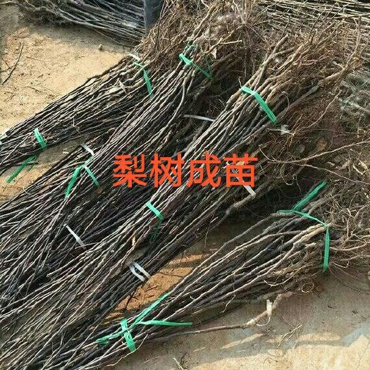 泰安晚秋黄梨苗 0.5~1米 