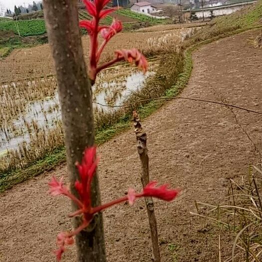 大竹县红油香椿芽 6~9cm 