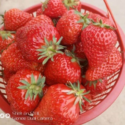 瓮安县奶油草莓 20克以上 