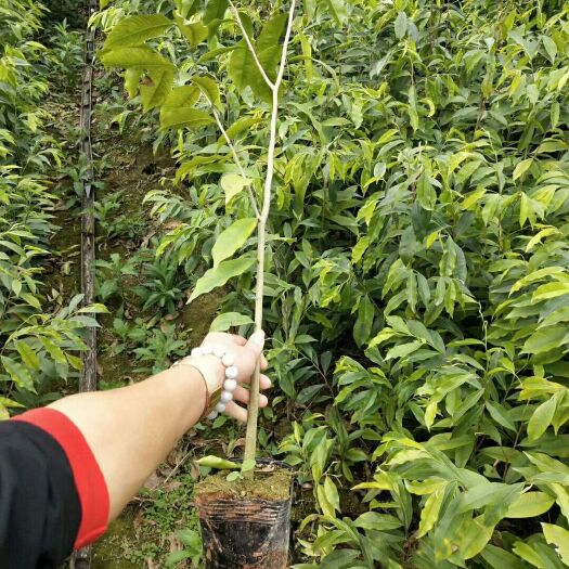 灵山县沉香苗