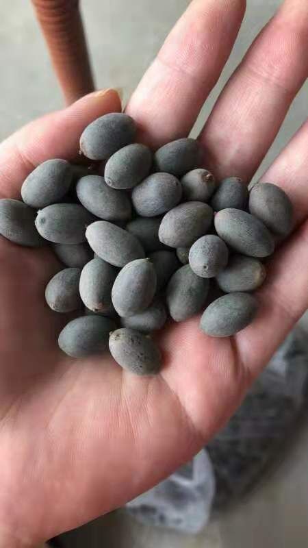 沭阳县碗莲种子 