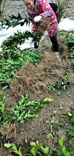 秀山纽荷尔脐橙苗 移栽苗 0.5米以下