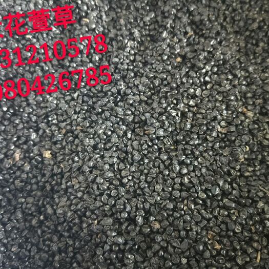 安国市大花萱草 
