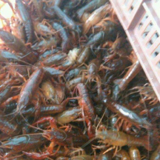 沭阳县青虾苗 