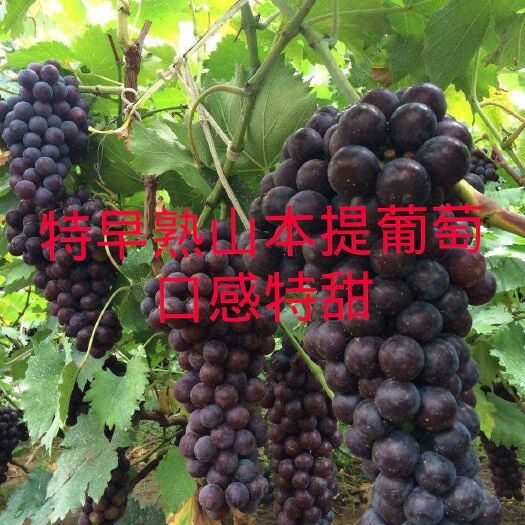 盖州市特早熟山本提葡萄苗，产地直发。