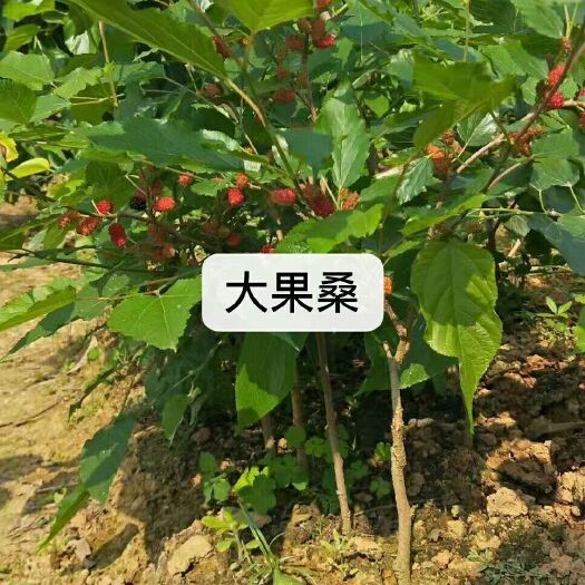 灵山县四季大果桑苗 