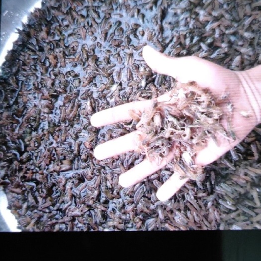 博罗县澳洲龙虾苗 