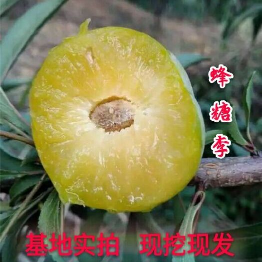 平邑县蜂糖李树苗 