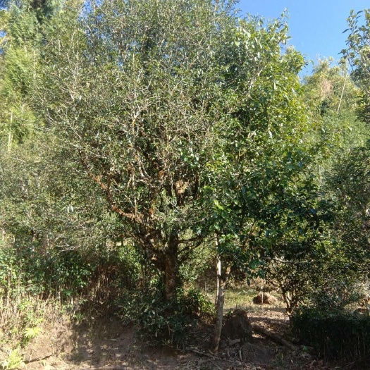 黄草坝古树茶 特级 散装