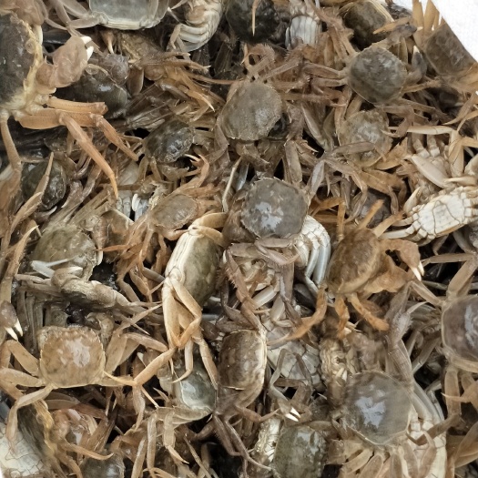盘锦大闸蟹苗 