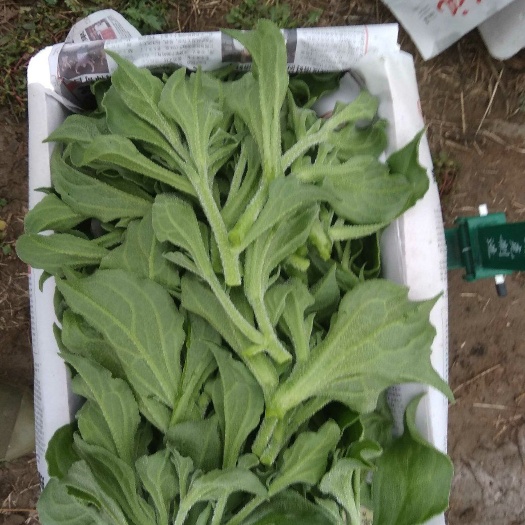 淄博非洲冰草