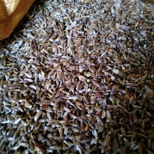 喀喇沁旗苍术种子 纯野生芽头移栽，猪砂点苍术籽
