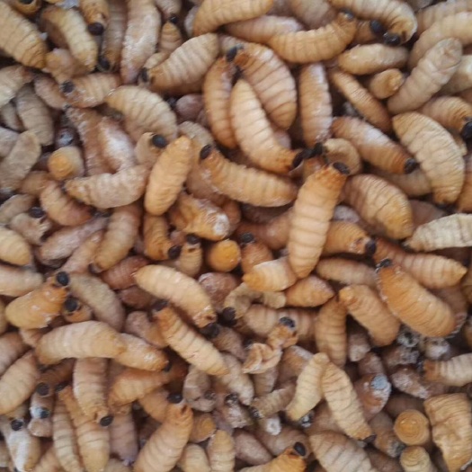 四会市竹虫 ，蜂蛹，土狗，禾虫，