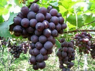 巨峰葡萄 0.6-0.8斤 5%以下 1次果