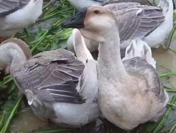 莆田狮头鹅苗 
