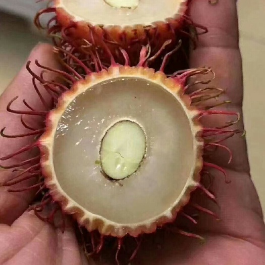灵山县红毛丹树苗 嫁接苗，热带水果