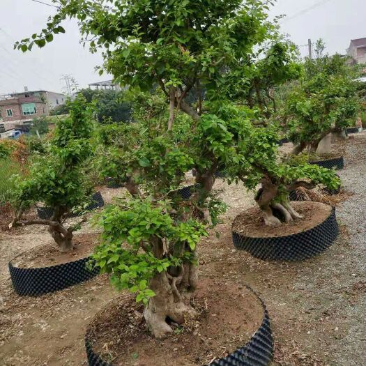 漳州紫花三角梅 各种各样的规格都有