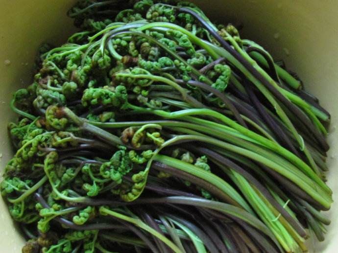 西昌市野生蕨菜 鲜货 