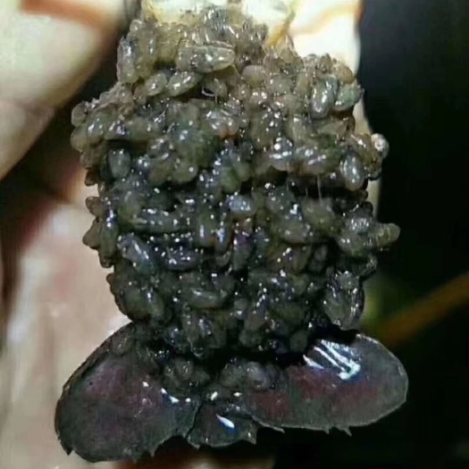 沭阳县龙虾苗 