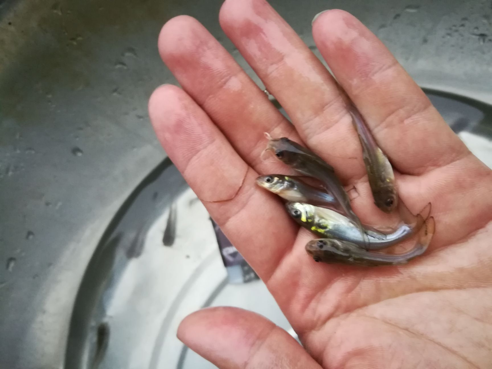 [叉尾鮰魚批發]斑點叉尾鮰魚 斑點叉尾鮰魚價格0.2元/尾 - 惠農網