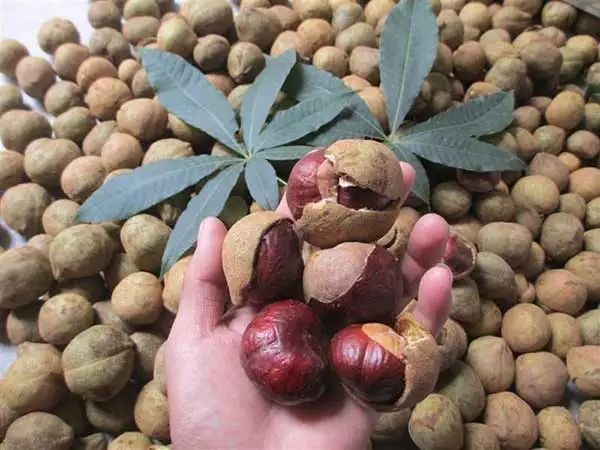 沭阳县七叶树种子 