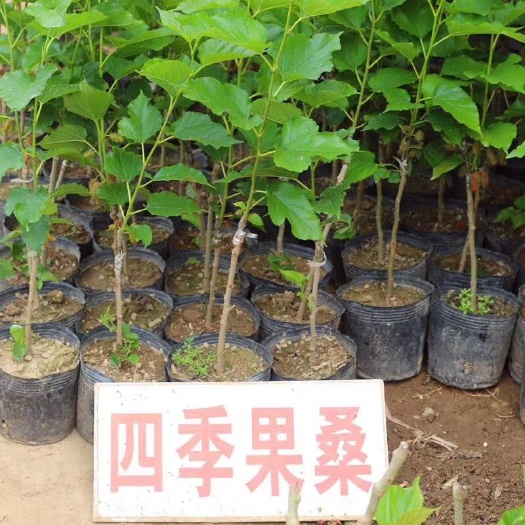 普宁市四季大果桑苗 嫁接苗品种纯正