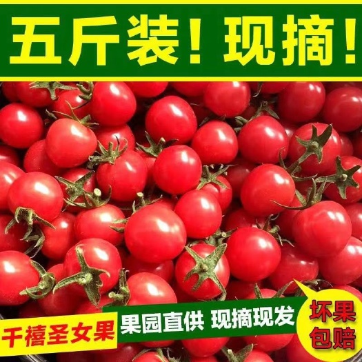 莘县千禧圣女果
