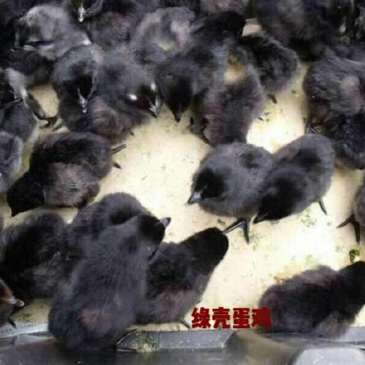 广州 五黑一绿绿壳鸡苗