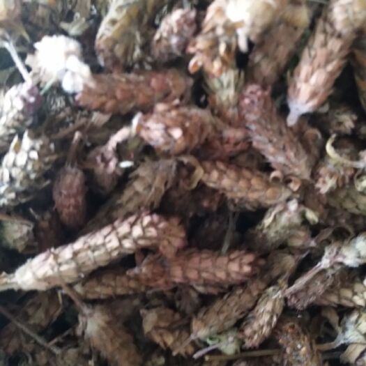 成都夏枯草 夏枯球